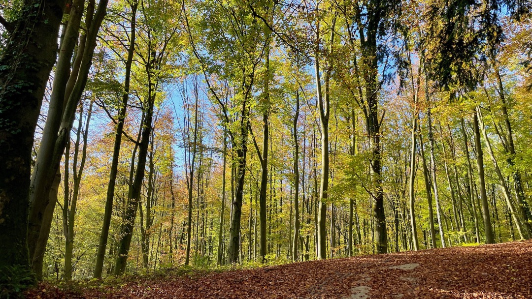 Herbstwaldlaub.jpeg