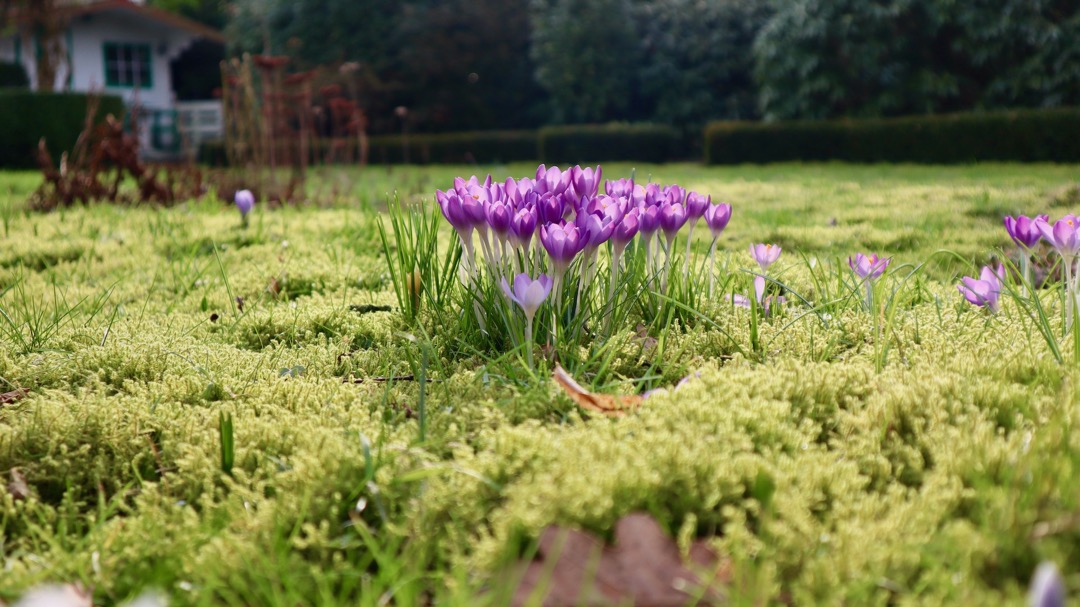 erste Freude im Garten.jpeg