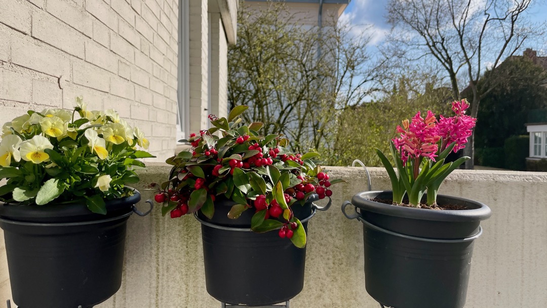 Balkonfrühling 25.jpeg