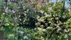 Apfelblüten 26.jpg
