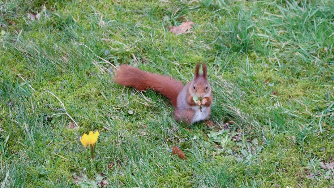 unser Eichhörnchen.jpeg