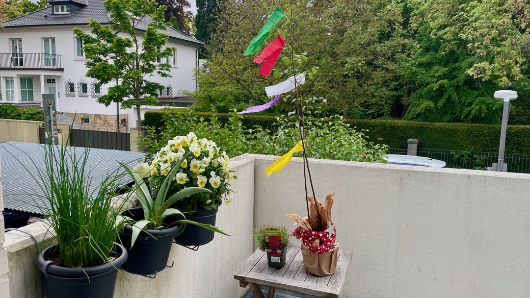 Maibaum auf Balkon.jpeg