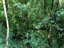 Urwald bei Meran